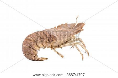 Stomatopods Isolated On White Background With Clipping Path , Dry Specimen Animal Marine .