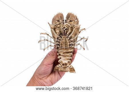 Stomatopods Isolated On White Background With Clipping Path , Dry Specimen Animal Marine .