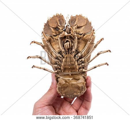 Stomatopods Isolated On White Background With Clipping Path , Dry Specimen Animal Marine .
