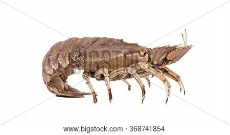 Stomatopods Isolated On White Background With Clipping Path , Dry Specimen Animal Marine .