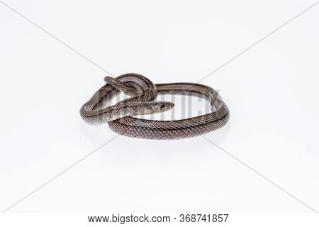 Striped Kukri Snake On White Background, Scientific Name:oligodon Taeniatus, Snake Of Thailand