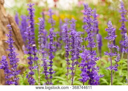 Salvia Farinacea, The Mealycup Sage, Or Mealy Sage Flowers With Defocused Blur Background