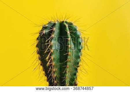 Mexican Cactus In The Pot, Plant In Mexico Mexican Culture