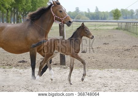 Little Brown Foal, Trosts Next To The Mother, One Week Old, During The Day With A Countryside Landsc