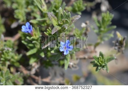 Scrambling Gromwell Blue Flowers - Latin Name - Glandora Diffusa (lithodora Diffusa)