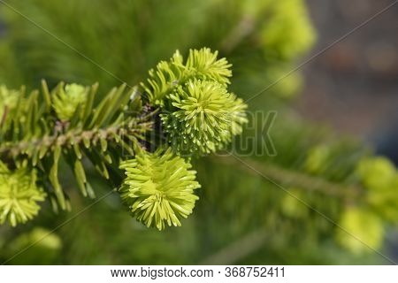 Nordmann Fir New Leaves - Latin Name - Abies Nordmanniana