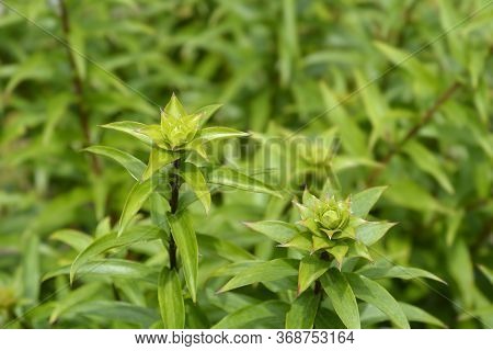 Henrys Lily Leaves - Latin Name - Lilium Henryi
