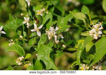 Lemons Flowers Growing Image Photo Free Trial Bigstock
