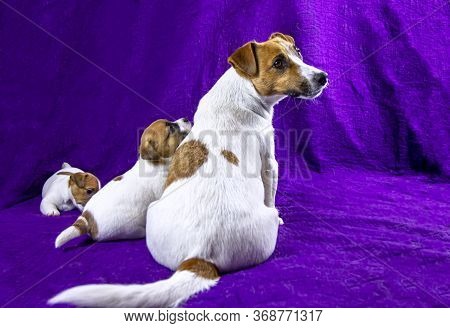  female Jack Russell Terrier Sitting With Her Puppy Against Violet Background. Motherhood