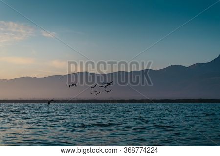 Pelicans Are Flying Over The Lake At The Sunrise