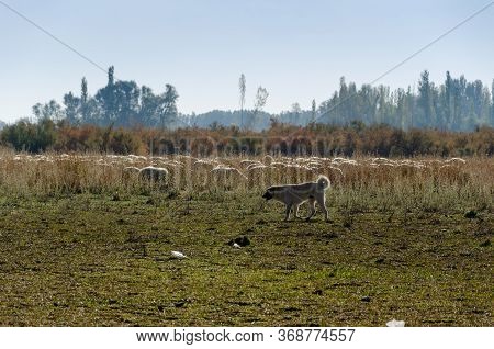 Shepherd Dog And Sheep Herd Grazing On The 
Meadow.
