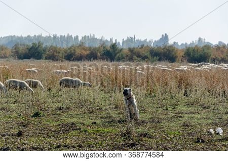 Shepherd Dog And Sheep Herd Grazing On The 
Meadow.