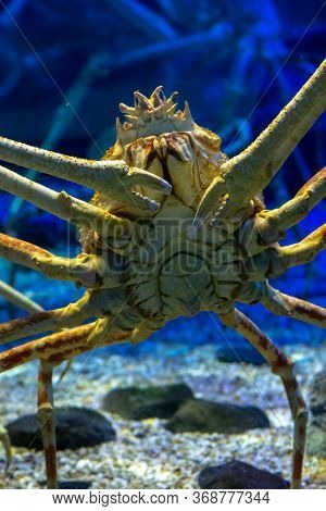 Japanese Spider Crab, Macrocheira Kaempferi, At The Osaka Aquarium Kaiyukan In Osaka, Japan