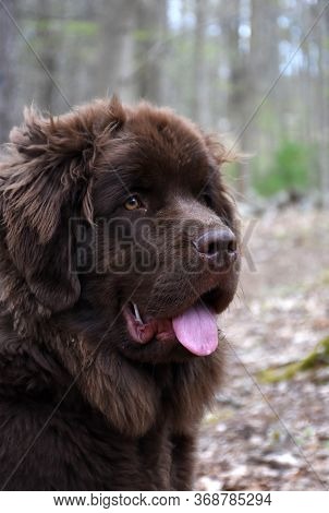 Amazing Fluffy Profile Of A Furry Brown Newfoundland Dog.