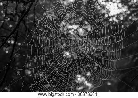 Spider Web With Morning Dew Drops In A Forest In Turkey