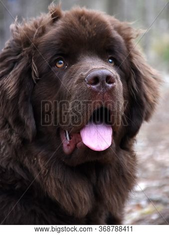 Very Cute Young Brown Newfoundland Dog With A Pink Tongue.
