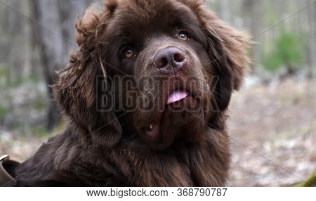 Brown Newfoundland Dog With Pink Tongue Sticking Out.