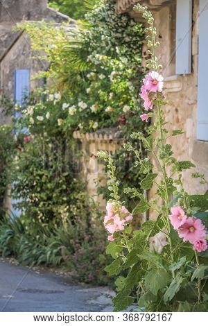 Mallows In The Old Town Of Oppede-le-vieux, Provence, France