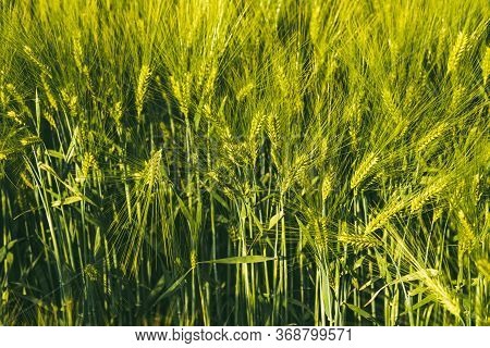 Green Wheat On The Field In Spring. Selective Focus, Shallow Dof Background. Pubescent Rye Agricultu
