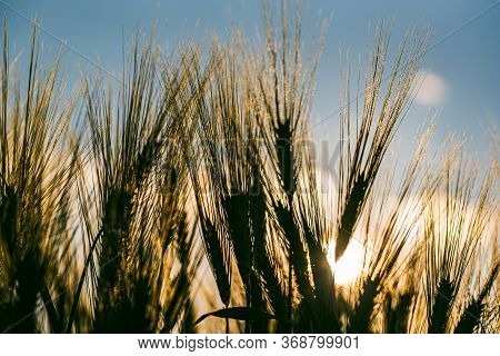 Green Wheat On The Field In Spring. Selective Focus, Shallow Dof Background. Pubescent Back Lit Rye 