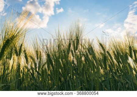 Green Wheat On The Field In Spring. Selective Focus, Shallow Dof Background. Pubescent Back Lit Rye 