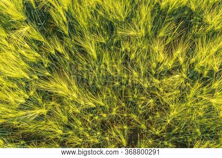 Green Wheat On The Field In Spring. Selective Focus, Shallow Dof Background. Pubescent Rye Agricultu