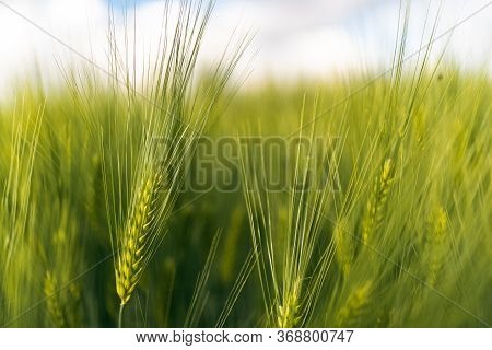 Green Wheat On The Field In Spring. Selective Focus, Shallow Dof Background. Pubescent Rye Agricultu
