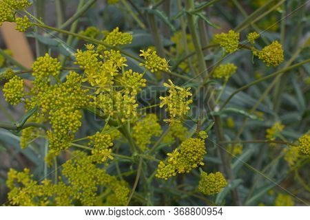 Woad In Flower (isatis Tinctoria) Known Also As Dyer's Woad Or Glastum.
