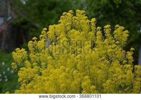 Woad In Flower (isatis Tinctoria) Known Also As Dyer's Woad Or Glastum.