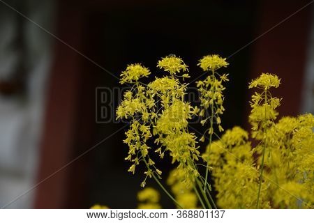 Woad In Flower (isatis Tinctoria) Known Also As Dyer's Woad Or Glastum.