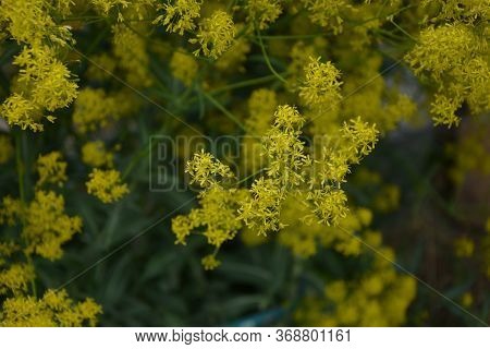 Woad In Flower (isatis Tinctoria) Known Also As Dyer's Woad Or Glastum.