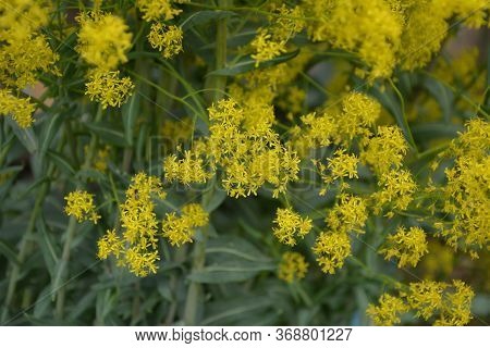 Woad In Flower (isatis Tinctoria) Known Also As Dyer's Woad Or Glastum.