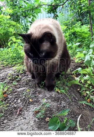 The Beautiful Brown Cat, Siamese, Sitting In The Garden.
