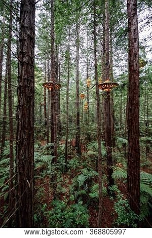 Treewalk In Whakarewarewa Forest Near Rotorua, New Zealand