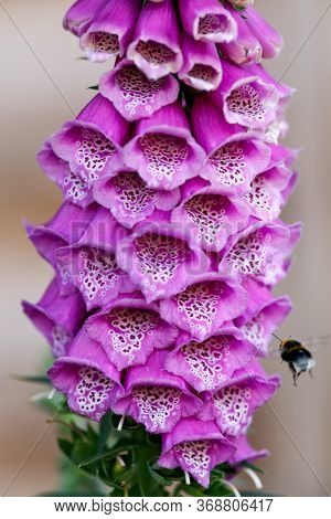 Pink Purple Common Foxglove Digitalis Purpurea Fairy Fingers With Bumblebee In Summer Cottage Garden