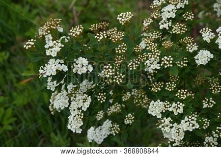 Spring - A Flowering White Meadowsweet. White Small Flowers (thunbergs Meadowsweet).