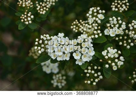 Spring - A Flowering White Meadowsweet. White Small Flowers (thunbergs Meadowsweet).