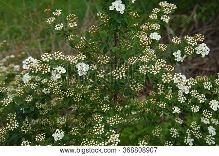 Spring - A Flowering White Meadowsweet. White Small Flowers (thunbergs Meadowsweet).