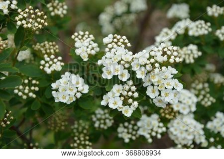 Spring - A Flowering White Meadowsweet. White Small Flowers (thunbergs Meadowsweet).