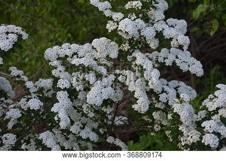Spring - A Flowering White Meadowsweet. White Small Flowers (thunbergs Meadowsweet).