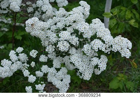 Spring - A Flowering White Meadowsweet. White Small Flowers (thunbergs Meadowsweet).