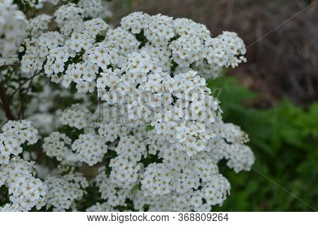 Spring - A Flowering White Meadowsweet. White Small Flowers (thunbergs Meadowsweet).