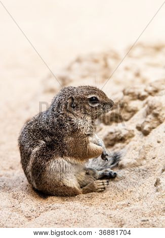 kleine HÃ¶rnchen Sit am sand