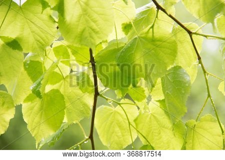 Bright Foliage Of The Tree. Drops Of Rain Or Dew. Texture, Background.