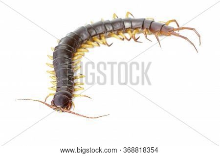 Image Of Centipedes Or Chilopoda Isolated On White Background. Animal. Poisonous Animals.
