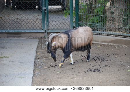 Capra Hircus Hircus Domestico In The Zoo