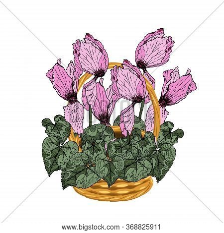 Cyclamen Bouket In Basket Wicker With A Vine. Flowers Art Design Elements Object Isolated Stock Vect