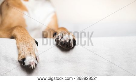 Paws Of A Dog On A White Clean Bed, Copy Space View. Pets At Home, Alowing Dogs On The Couch