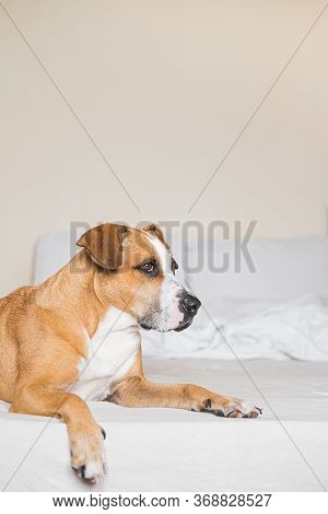 Staffordshire Terrier On A White Clean Bed. Pets At Home, Alowing Dogs On The Couch