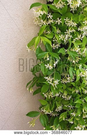 Star Jasmine ( Trachelospermum Jasminoides ) In Bloom, Evergreen Liana With Green Leaves And White F
